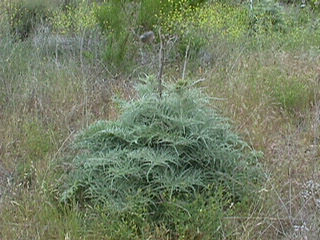 Artichoke Thistle