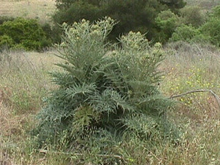 Artichoke Thistle