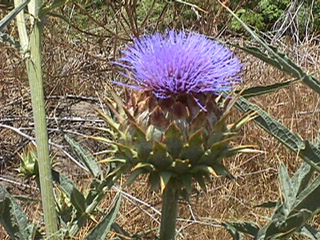 Artichoke Thistle Seed head