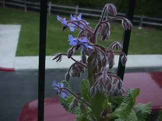 Borage Flowers