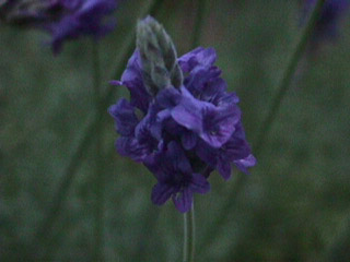 Lavender Flower